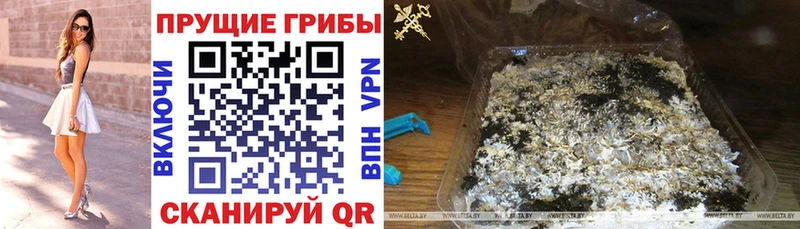 блэк спрут ссылки наркотики Гусиноозёрск Псилоцибиновые грибы MAGIC MUSHROOMS